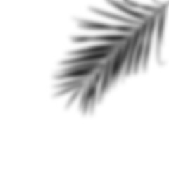 realistic shadow from a palm tree. black shadow from the leaves of the plant