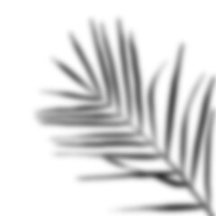 realistic shadow from a palm tree. black shadow from the leaves of the plant