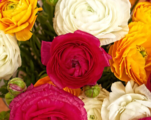 Bright buttercup flowers bouquet top view closeup. A red, orange and white natural background.