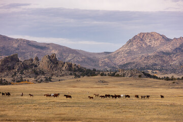 Obraz premium Horse Herd with Beautiful Background