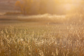 Obraz premium Golden Hour Field