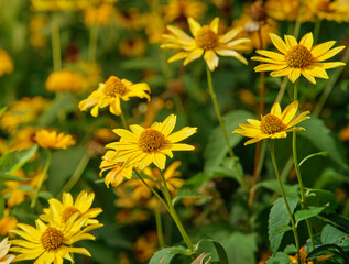Heliopsis sunflower at the end of summer
