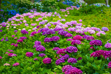 Obraz premium Hydrangea Garden of Mimuroto-ji Temple in Uji, Kyoto, Japan
