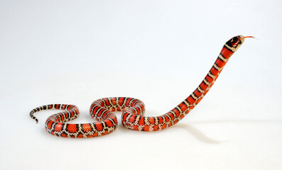 Madrean Mountain Kingsnake, Knobloch's mountain kingsnake // Knoblochs Berg-Königsnatter...
