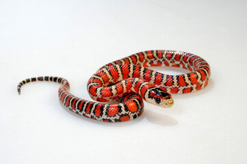 Knoblochs Berg-Königsnatter // Madrean Mountain Kingsnake, Knobloch's mountain kingsnake...