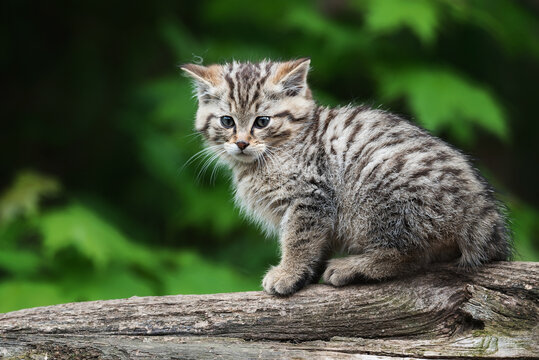 European wild cat (Felis silvestris) detail portrait cat kitten