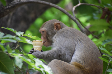 Indian Monkey is eating ice cream