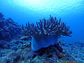 神秘的な海底の珊瑚礁／慶良間諸島（沖縄）