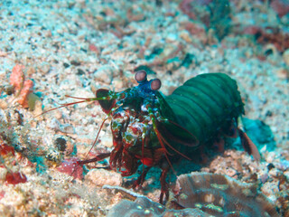 Underwater view. Mantis shrimp on a sandy bottom underwater. Diving in the Philippines.