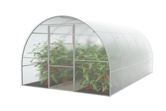 Farm greenhouse for growing plants, fruits, berries, vegetables, flowers. Visualization of a greenhouse with green spaces and mature red tomato fruits. Clipart. Transparent background. 3d rendering