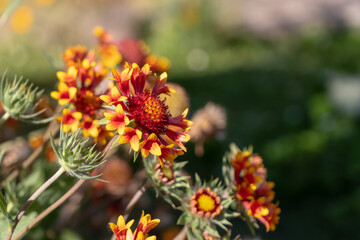 gaillardia grandiflora flower bloom in yellow and orange, with thin green stems and leafs, flower garden in sunny summer day, blurry background