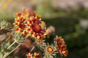 gaillardia grandiflora flower bloom in yellow and orange, with thin green stems and leafs, flower garden in sunny summer day, blurry background