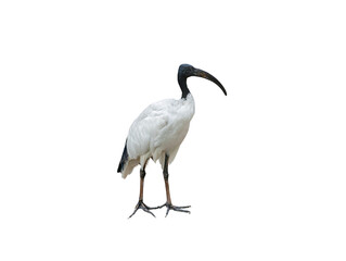 african sacred ibis isolated on white background