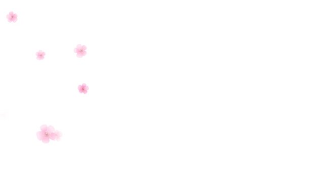 Pink petals. Abstract falling cartoon cherry blossoms. Spring background. Easter. Overlay. Isolated flowers. White screen. Loop. 59,94 fps 