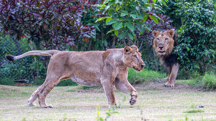 A Lioness running while Lion observing it