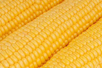Yellow sweet corn macro background