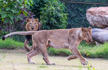 A Lioness running in ground