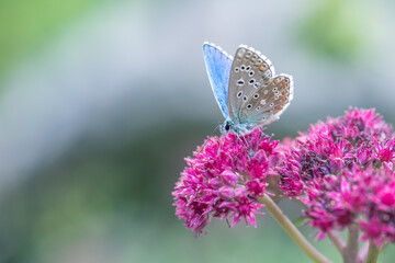 Argus butterfly on pink sedum flower