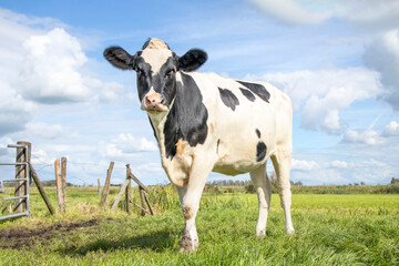 One cow alone in field, black and white looking, in a green meadow and a blue sky horizon over land