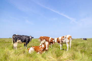 Group cows together lying and standing in a field, happy and cheerful and a blue sky, a landscape wide view