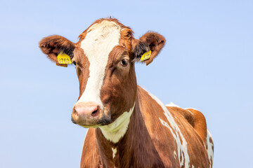 Close cow head shot, a cute and calm red bovine, with white blaze, pink nose and blue background
