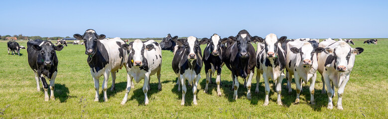 Group cows standing upright on the edge of a green meadow in a pasture, a panoramic wide view