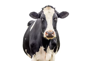 Foto op Plexiglas Cow isolated on white, black and white front view looking, pink nose medium shot © Clara