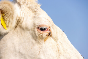 Eye cow close up, a dairy white one is looking calm and tranquil