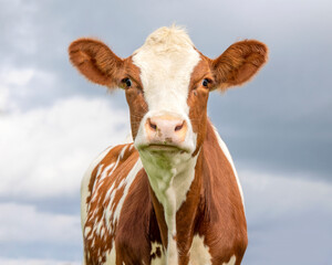 Cow face, a cute and calm red and white, pink nose, red and white gentle surprised looking, pink nose, in front of  a blue overcast sky