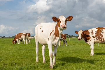 Fototapeta na wymiar Young cow, cute approaching walking towards and looking at the camera standing in a pasture under a blue sky and a horizon over land
