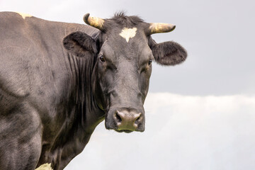 Cow black beauty, medium head shot front view, handsome pretty face