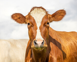 Cow portrait, a cute and calm red one, with white blaze, pink nose and friendly and calm expression, adorable furry
