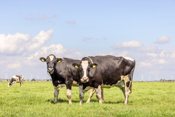 2 Cows black and white, full length standing in a field landscape, in the Netherlands, holstein...