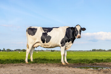 Cow lonely on a path in a field black and white, standing milk cattle, a blue sky and horizon over...