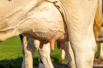 Cow udder and teat close up, soft pink and large mammary veins