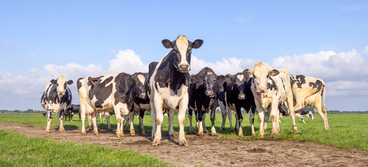 Pack cows, one cow in front row, a black and white herd, group together in a field, happy and joyful  a panoramic wide view