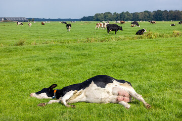 Reclining cow, lying stretched out, happy side, sleeping showing belly and udder in a green field...