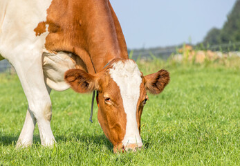 Grazing cow face, close up eating blades of grass, red and white, in a green pasture, close up of a head, low down