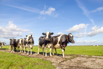 Walking cows in a field, in a row agroup is approaching oncoming on a path happy and joyful and a blue sky, a panoramic wide view
