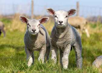 Naklejka na ściany i meble Two lambs standing next to each other in a green pasture,side by side, happy and cheerful