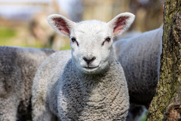 Fototapeta premium Lamb portrait soft and tender, curly lambkin, small sheep