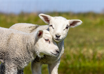 Naklejka na ściany i meble Two lambs cuddle and love, heads close together and a green pasture.