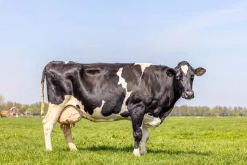 Gordijnen Dairy cow milk cattle black and white, standing on a path, Holstein cattle, udder large and full and mammary veins, a blue sky © Clara