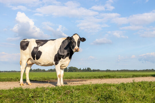 Sassy cow full length on a path in a field, black and white milk cattle standing happy, a blue sky and horizon over land