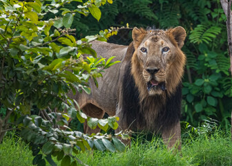 A Lion coming out of woods