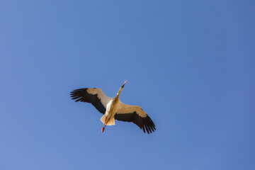 Elegant flying stork against a blue sky directly from below