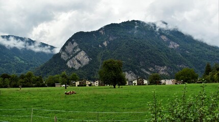 Swiss mountain landscape with cows