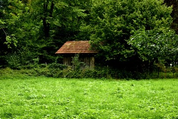 Shed in the woods