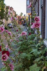 Flowers and plants in front of old city houses in Zoutstraat in Groningen city in The Netherlands.