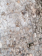 gray bark of an old tree close-up